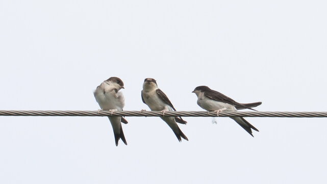 House martin on wire, Delichon urbicum, birds of Montenegro