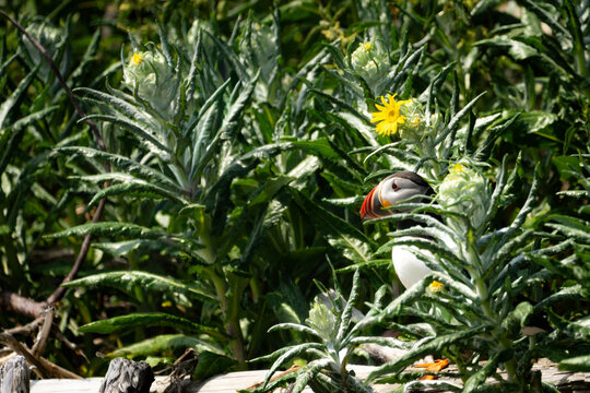 An Atlantic puffin standing near its burrow surrounded by flowers and plants