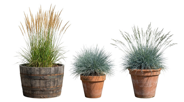 Ornamental Grass in Wooden Barrel and Terracotta, Isolated PNG
