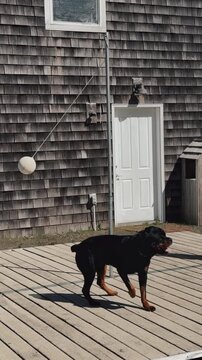 Strong rottweiler dog jumping to catch a tethered ball in this energetic outdoor backyard motion video