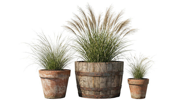 Ornamental Grass in Rustic Terracotta and Wooden Barrel Pots, Isolated PNG