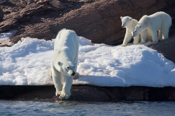 Polar bear cubs watch while mom goes for a swim  © willtu