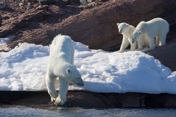 Polar bear cubs watch while mom goes for a swim  © willtu