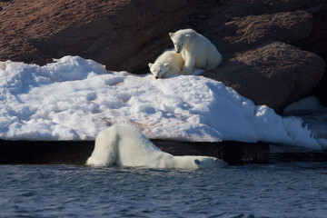 Polar bear cubs watch while mom swims © willtu