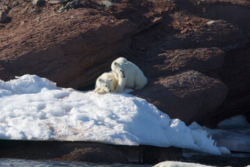 Polar bear cubs watch while mom swims © willtu
