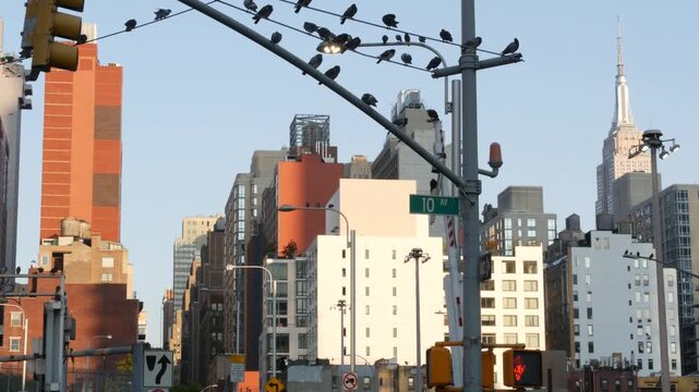 New York City, United States of America. Manhattan Midtown Hells Kitchen urban cityscape architecture. Pigeon birds. Empire State Building on 34 street, 5 avenue. Skyscraper tower, Port Authority area
