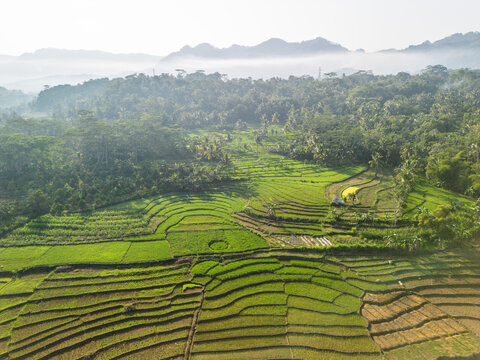 Aerial view of lush green rice terraces in Karanganyar, featuring tiered paddies, tropical trees, and misty mountains in Wadaslintang, Central Java, Indonesia.