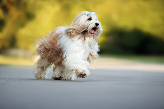 happy tibetan terrier dog walking in the park in summer