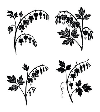 Black bleeding heart flowers with leaves on transparent background