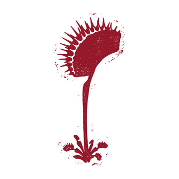 Venus flytrap plant, carnivorous flower with sharp teeth, nature