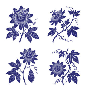 Passiflora plants, blue passion flowers, vine and fruit collection