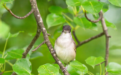 Obraz premium Male Eurasian Blackcap Singing