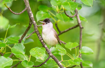 Obraz premium Male Eurasian Blackcap Singing