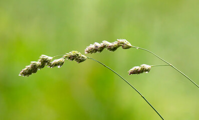Fototapeta premium Macro Shot of Meadow Grasses in Bloom – Serene Nature Background with Warm Light and Blurred Field, Perfect for Calm Design