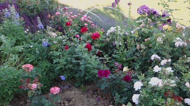Beautiful roses in the city garden.