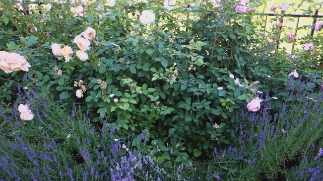 Beautiful roses in the city garden.