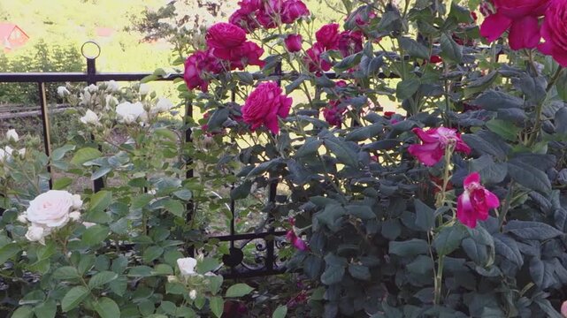 Beautiful roses in the city garden.