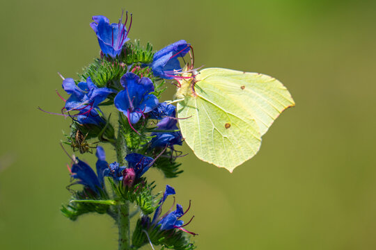 Common brimstone