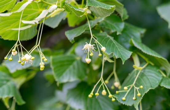 Linden branch with green leaves