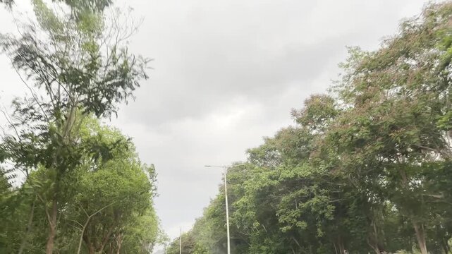 Scenic roadside trees beneath dramatic monsoon clouds and soft daylight, filmed from a moving vehicle in 4K, capturing lush urban greenery, streetlights, and a calm overcast atmosphere on city roads.
