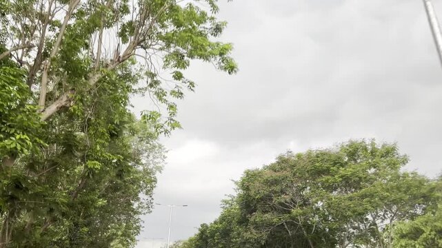 Scenic roadside trees beneath dramatic monsoon clouds and soft daylight, filmed from a moving vehicle in 4K, capturing lush urban greenery, streetlights, and a calm overcast atmosphere on city roads.
