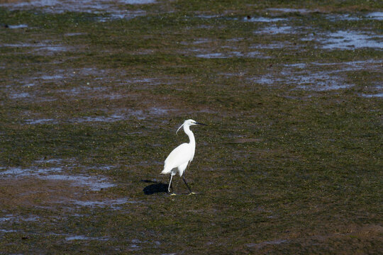 Bird walking on wet ground in Oyambre Natural Park in Cantabria Spain