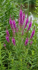 Fototapeta premium Vibrant Purple Loosestrife Flowers Blooming in Lush Greenery.