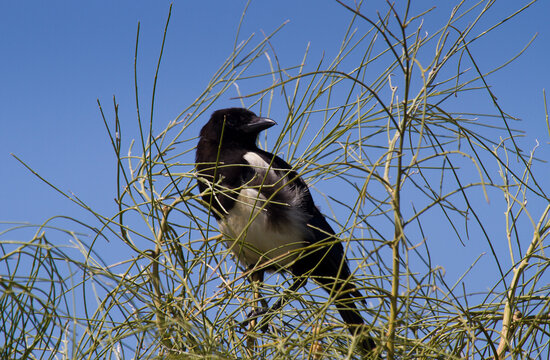 Corvus albus standing among dry grass in Lagoa dos Salgados, Algarve, Portugal