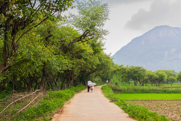 Obraz premium Green beautiful paddy field of Purulia with Ajodhya Hills in the background, West Bengal, India. Purulia is famous for paddy farming and one of the best producers of paddy in West Bengal.