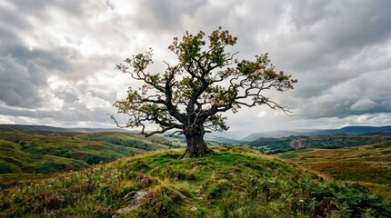 Fototapeta premium Majestic ancient oak tree standing alone on a grassy hill under a dramatic cloudy sky.