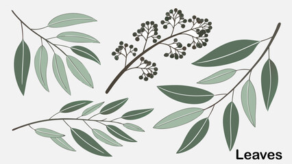 Botanical collection of eucalyptus leaves and berry branches in shades of green, featuring detailed hand drawn on white background © Johir