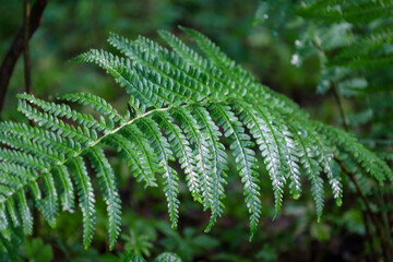 A large green fern leaf is captured in detail close up in the wet forest shade. Small dew drops sparkle on the delicate carved surface of the wild plant © Олег Струс