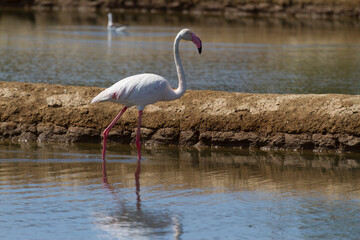 Flamingo walking in the water at Castro Marim, Algarve, Portugal during the day © Francisco Javier Gil