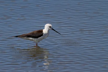 Black-winged stilt in water at Castro Marim in Algarve region of Portugal © Francisco Javier Gil