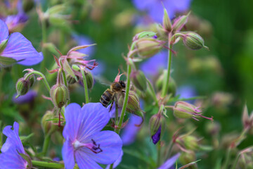 A small bee collects nectar from a delicate purple meadow geranium flower on a summer day. Close-up macro photography demonstrates wildlife, green buds, and the important process of plant pollination. © Олег Струс