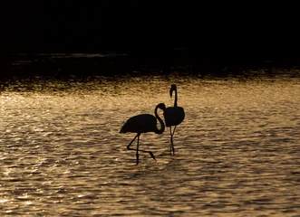 Flamingos wade in the water at sunset in Olhao, Algarve, Portugal in the day © Francisco Javier Gil