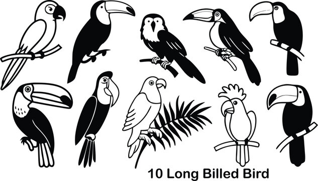 Collection of ten black and white toucan and parrot bird isolated on a white background, set for kids