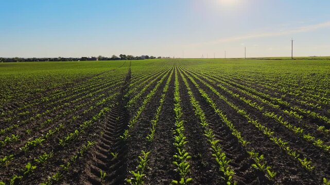 Green rows of young agricultural seedlings growing in a vast field under the sun. Aerial flight over a farming landscape
