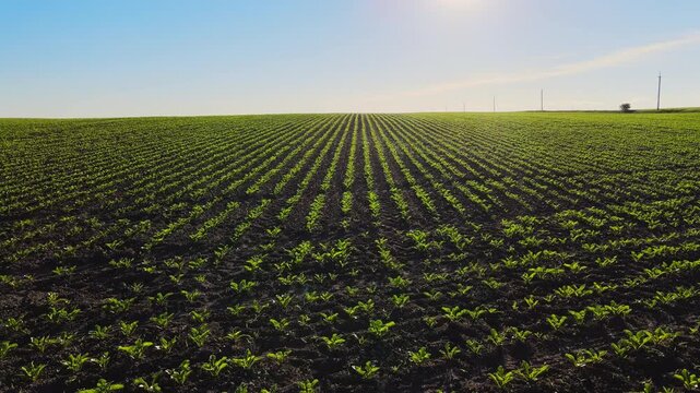 Green sugar beet field with endless rows of young plants growing in fertile soil on a sunny day in the countryside