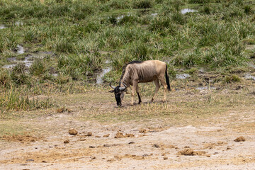 Fototapeta premium Single blue wildebeest grazing near a marshy wetland in Amboseli National Park Kenya