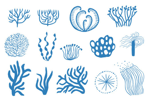 Set of sea plant and coral illustrations