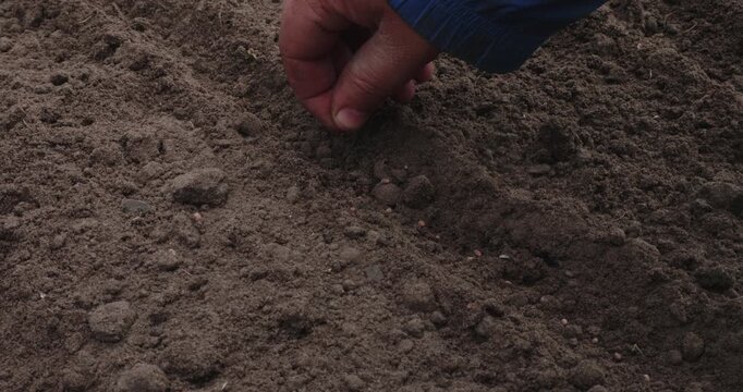 Farmer's hand carefully planting seeds into a furrow in prepared, dark soil during the spring sowing season, representing the beginning of a new agricultural cycle and future growth.