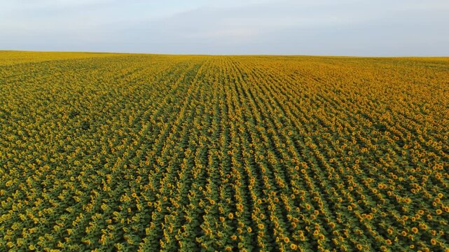 Aerial view flying over a vast sunflower field with yellow flowers blooming in endless agricultural rows towards the horizon