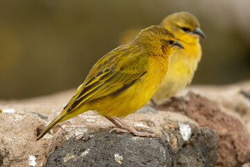 Fototapeta premium Speke's weaver Ploceus spekei perched on volcanic rock in Amboseli National Park Kenya