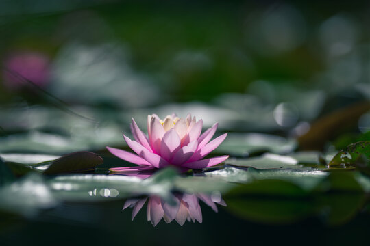 isolated pink lotus flower amidst the green leaves