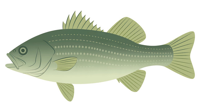 Detailed illustration of a striped bass swimming in the ocean water