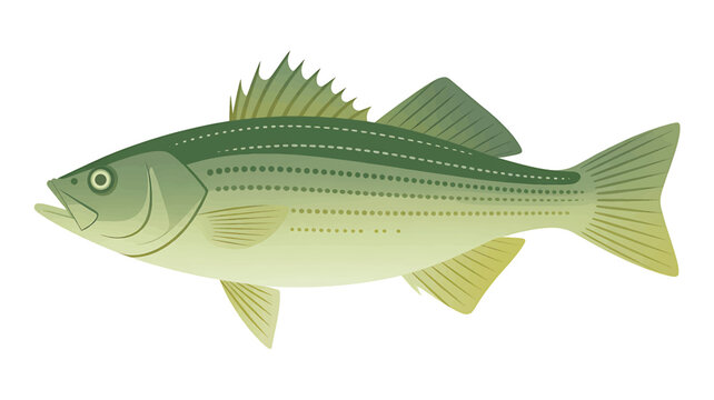 An illustration of a striped bass swimming in the ocean water habitat