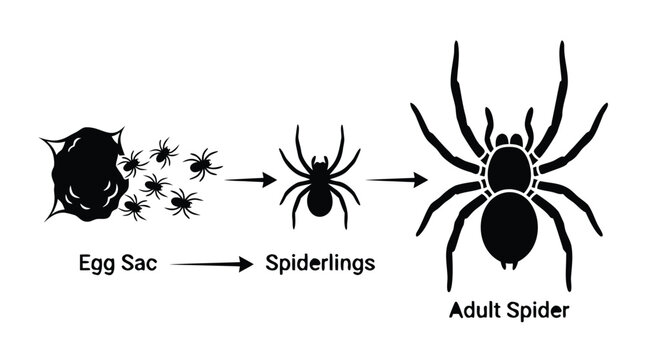 Spider life cycle vector illustration from egg sac to spiderlings and adult