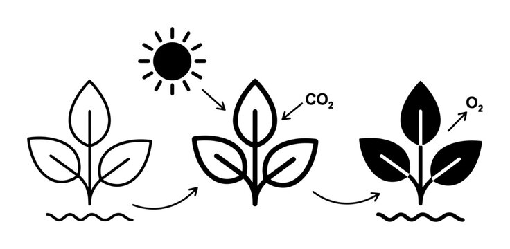Photosynthesis Process Diagram: Sun, CO2 Absorption, O2 Release, Plant Growth Cycle, Scientific Illustration