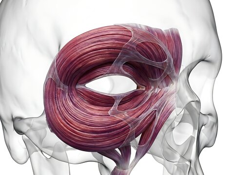 Anatomical illustration of the orbicularis oculi muscle surrounding the eye socket on a human skull